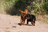 KING CHARLES SPANIEL 186